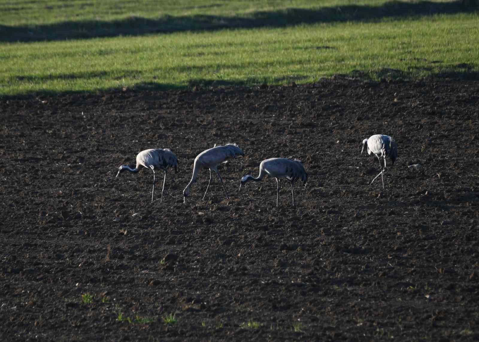 Kastamonu’da görsel şölen: Turna ailesi göç yolunda görüntülendi
Kastamonu’da görsel şölen: Turna ailesi göç yolunda görüntülendi