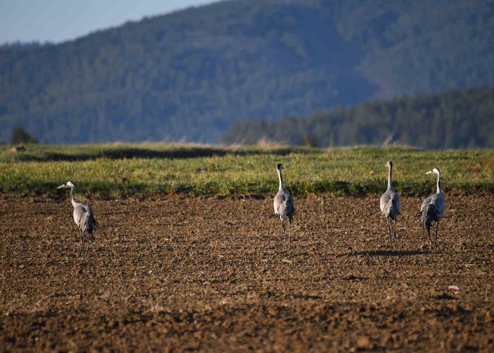 Kastamonu’da görsel şölen: Turna ailesi göç yolunda görüntülendi
Kastamonu’da görsel şölen: Turna ailesi göç yolunda görüntülendi