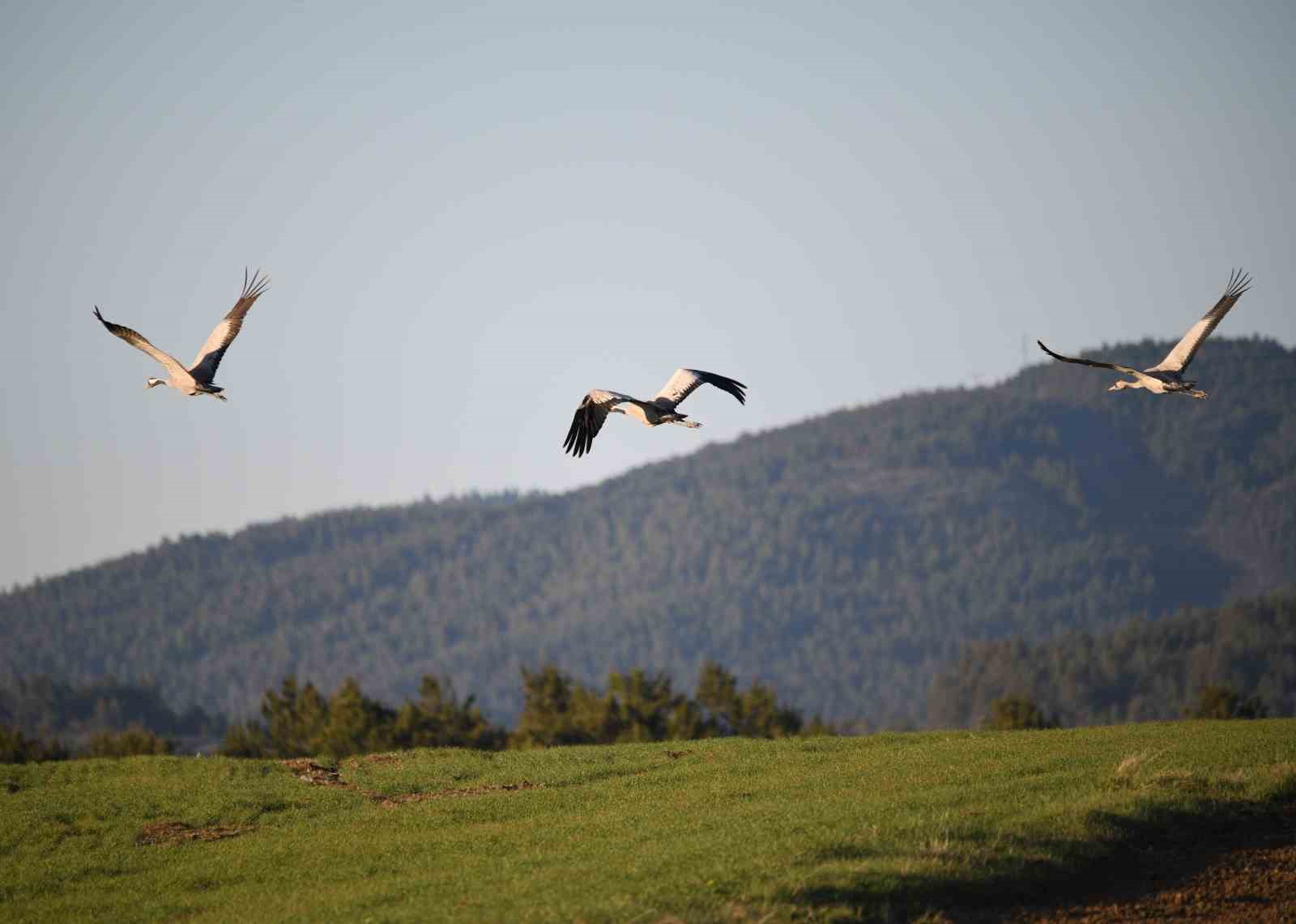 Kastamonu’da görsel şölen: Turna ailesi göç yolunda görüntülendi
Kastamonu’da görsel şölen: Turna ailesi göç yolunda görüntülendi