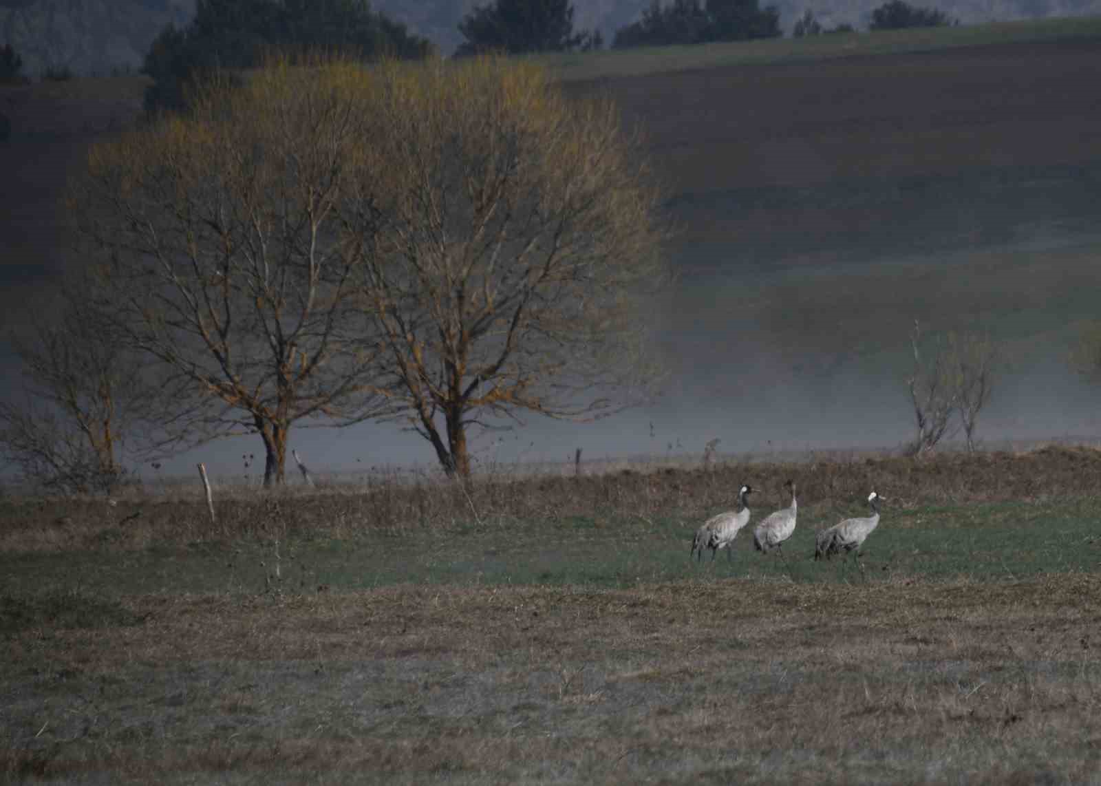 Kastamonu’da görsel şölen: Turna ailesi göç yolunda görüntülendi
Kastamonu’da görsel şölen: Turna ailesi göç yolunda görüntülendi