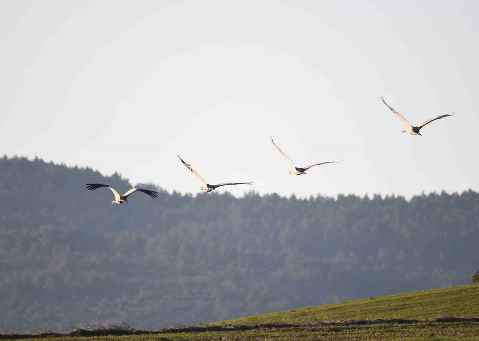 Kastamonu’da görsel şölen: Turna ailesi göç yolunda görüntülendi
Kastamonu’da görsel şölen: Turna ailesi göç yolunda görüntülendi