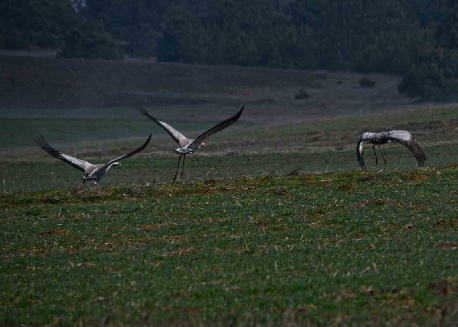 Kastamonu’da görsel şölen: Turna ailesi göç yolunda görüntülendi
Kastamonu’da görsel şölen: Turna ailesi göç yolunda görüntülendi