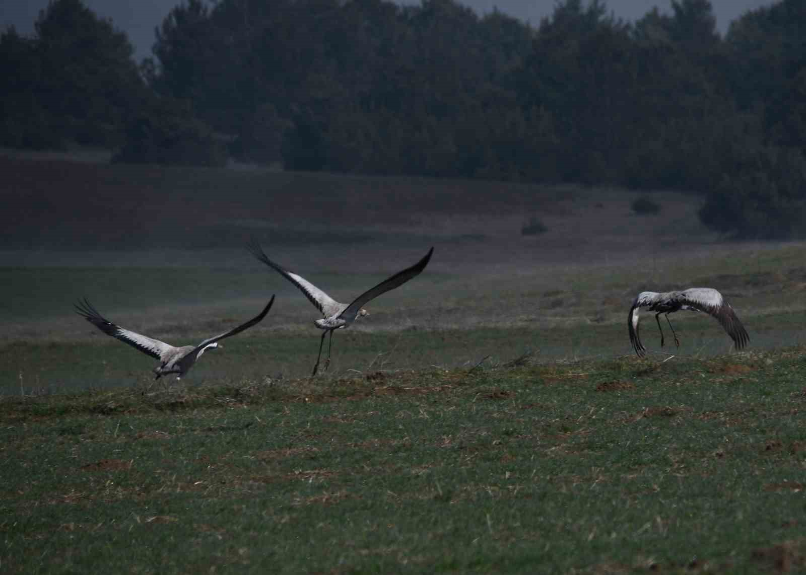 Kastamonu’da görsel şölen: Turna ailesi göç yolunda görüntülendi
Kastamonu’da görsel şölen: Turna ailesi göç yolunda görüntülendi
