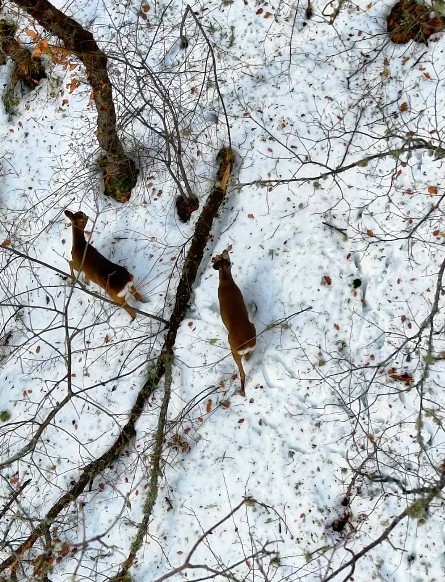 Kastamonu’da kar altındaki karacalar dron ile görüntülendi
