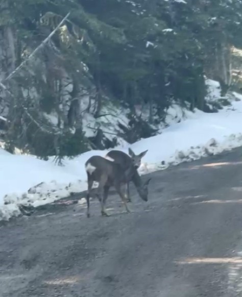 Kastamonu’da karacalar su içerken görüntülendi
