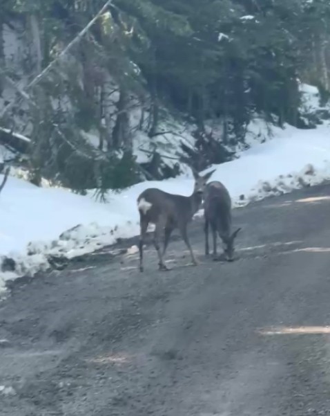 Kastamonu’da karacalar su içerken görüntülendi
