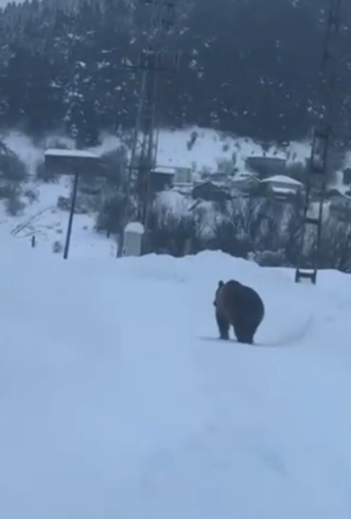 Kastamonu’da kış uykusuna yatamayan bozayı kamerada
