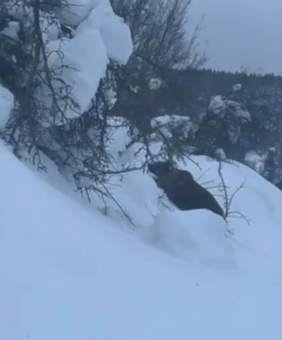 Kastamonu’da kış uykusuna yatamayan bozayı kamerada
