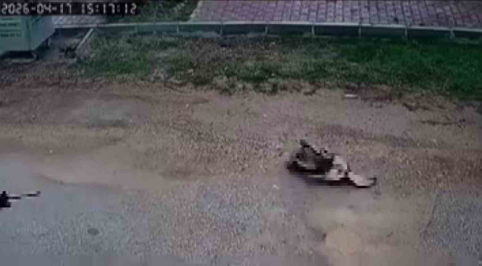 Kavga eden sokak köpeklerine tüfekle ateş edip bir köpeği öldürdü
