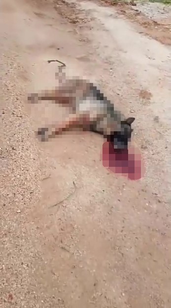 Kavga eden sokak köpeklerine tüfekle ateş edip bir köpeği öldürdü
