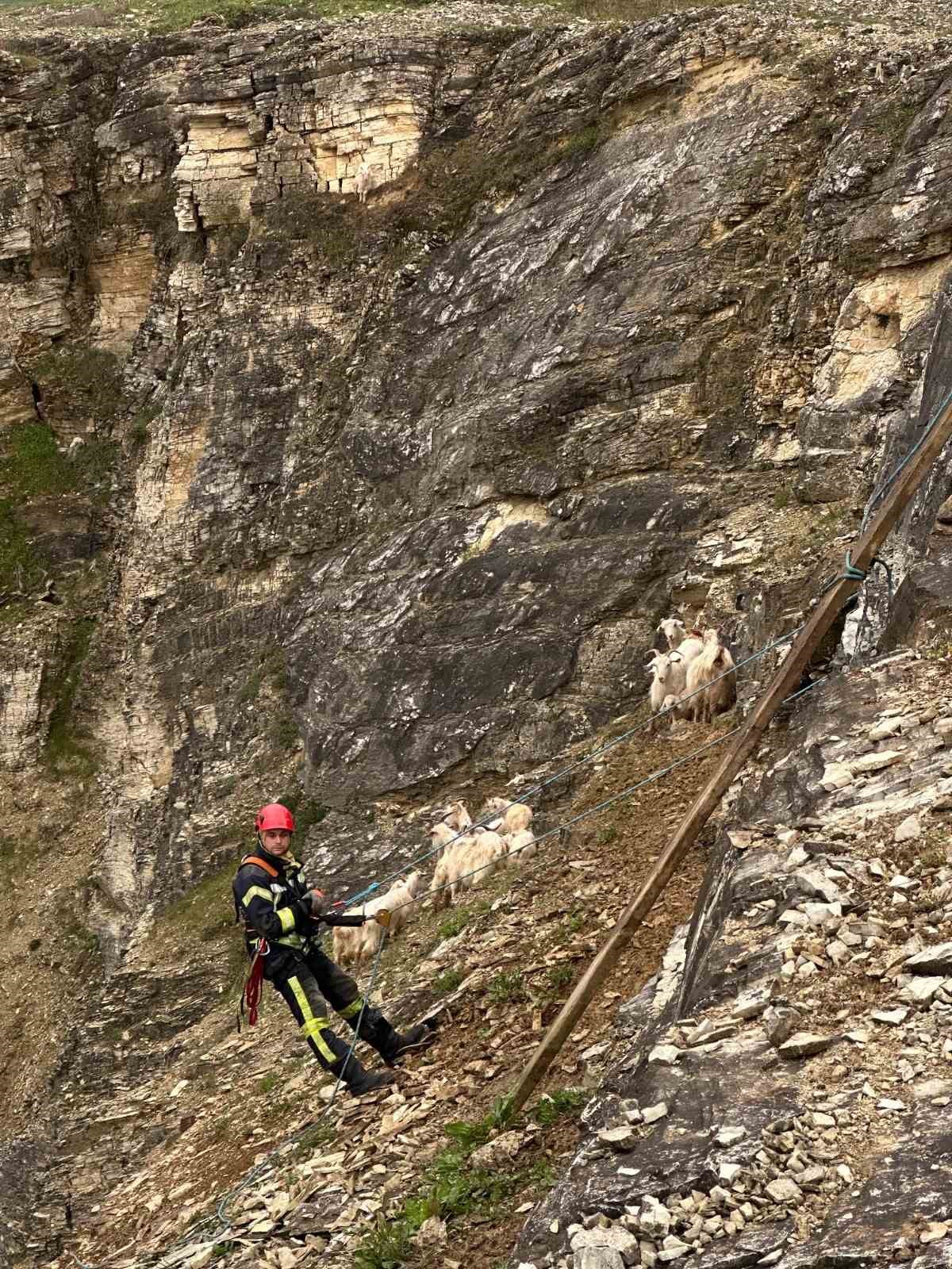 Kayalıklardaki sürüye cansiparane kurtarma
