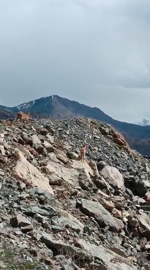 Kayalıklardan süzülen zarafet kameralarda
