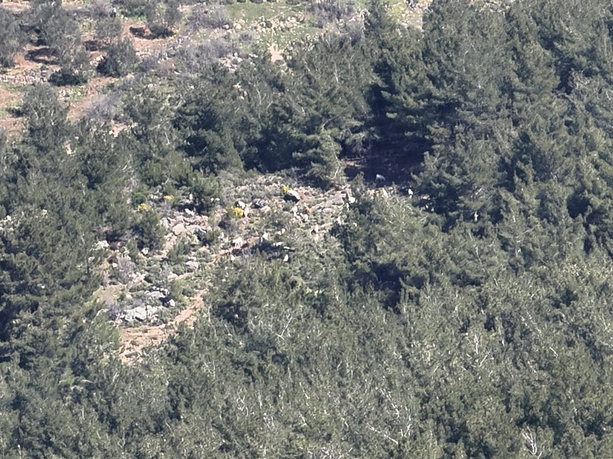 Kaybolan 50 küçükbaş hayvan dron destekli aramayla bulundu
