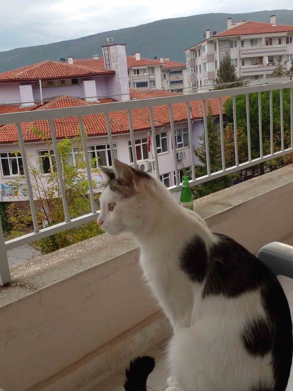 Kaybolan kedisi için binlerce kilometre yol yaptı
Kaybolan kedisi için binlerce kilometre yol yaptı