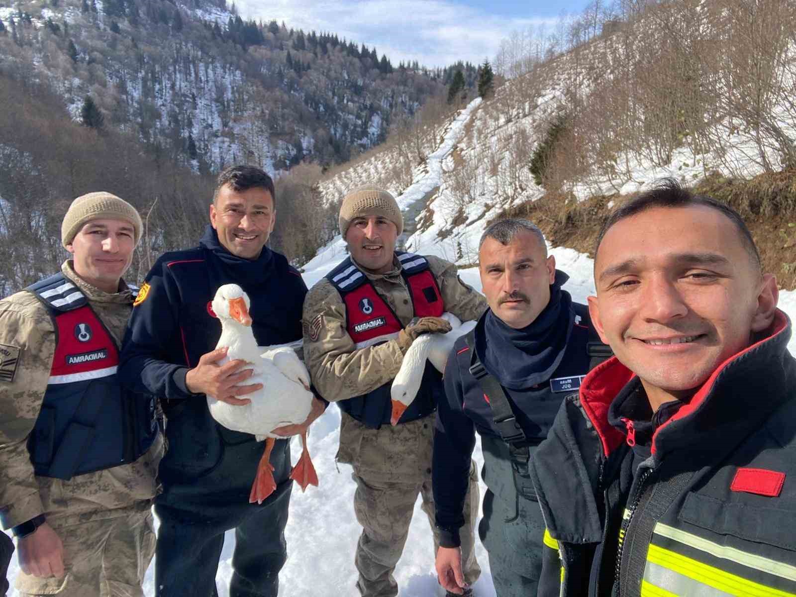 Kayıp kazlar üç gün sonra dere yatağında bulundu
