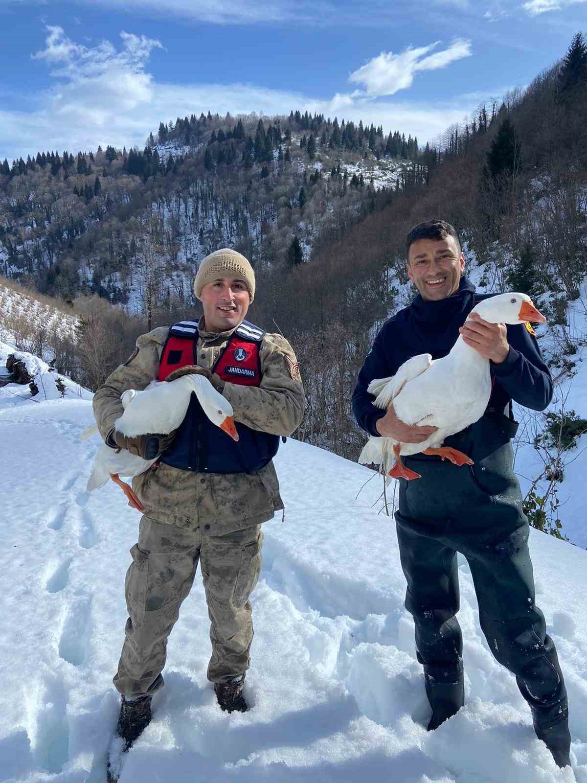 Kayıp kazlar üç gün sonra dere yatağında bulundu
