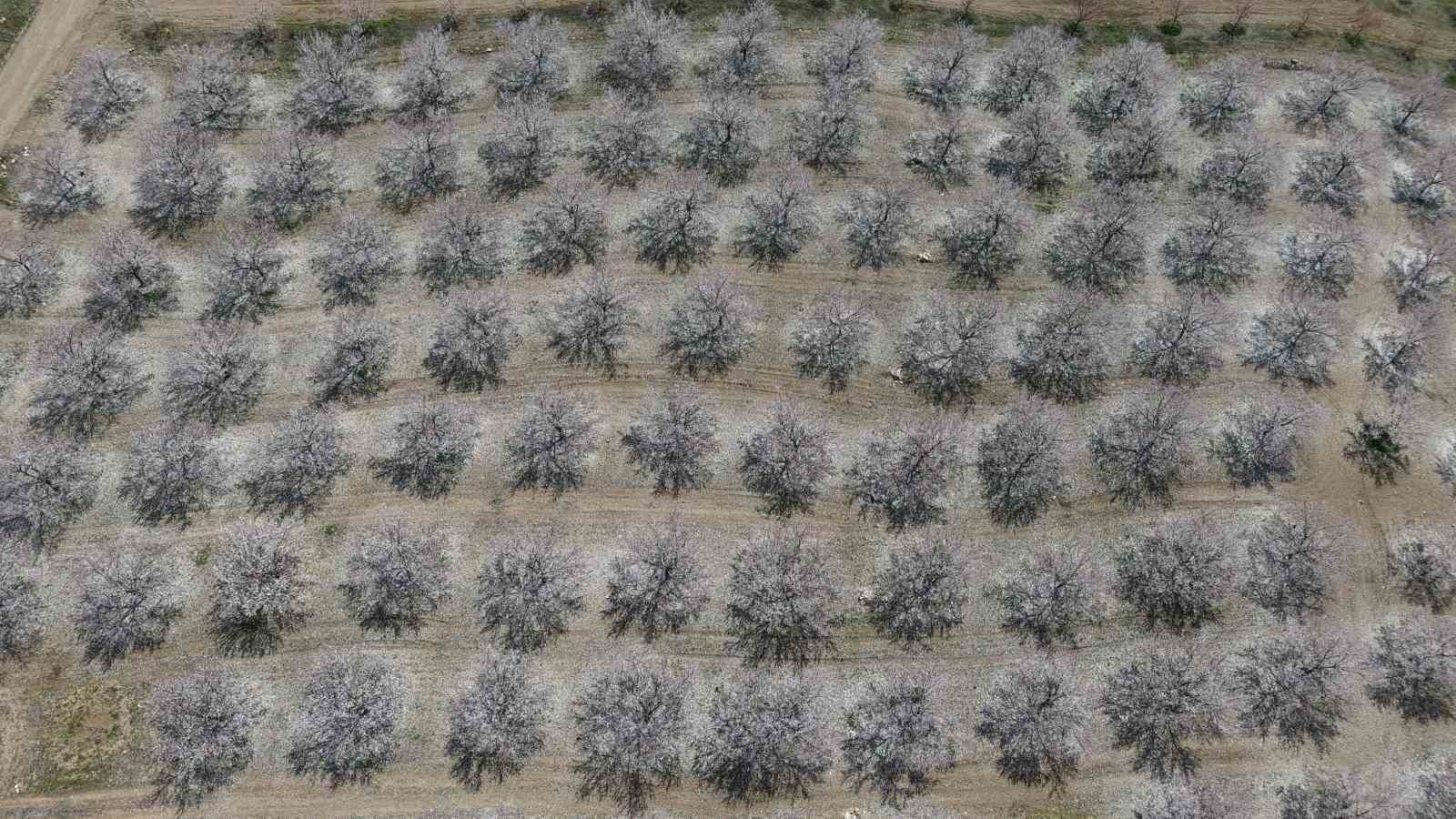 Kayısı bahçeleri beyaza büründü, ortaya eşsiz manzaralar çıktı
