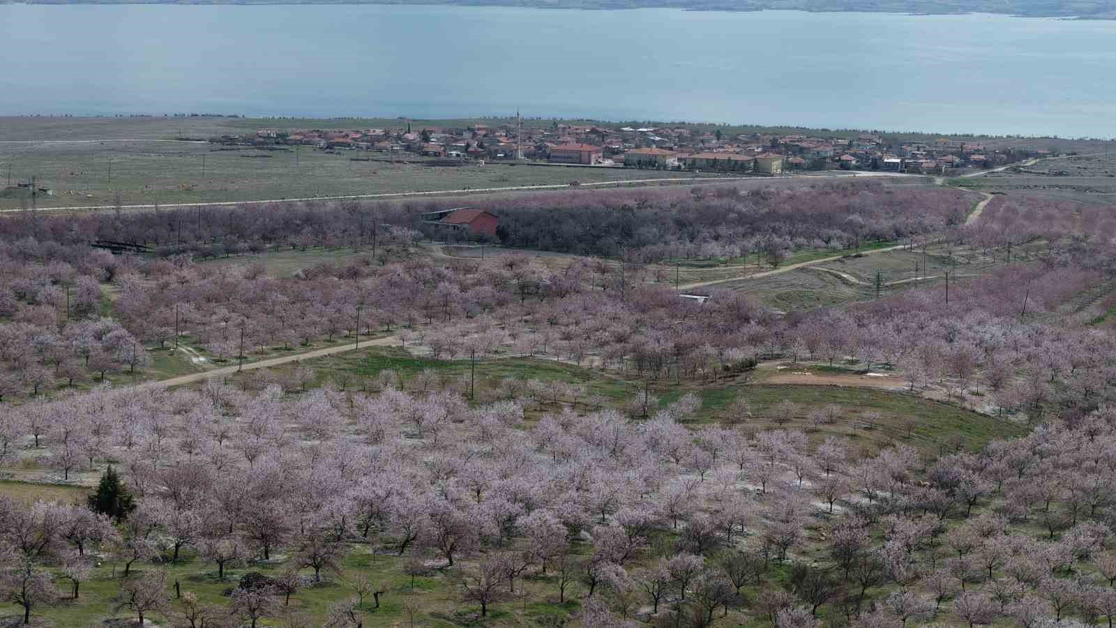 Kayısı bahçeleri beyaza büründü, ortaya eşsiz manzaralar çıktı
