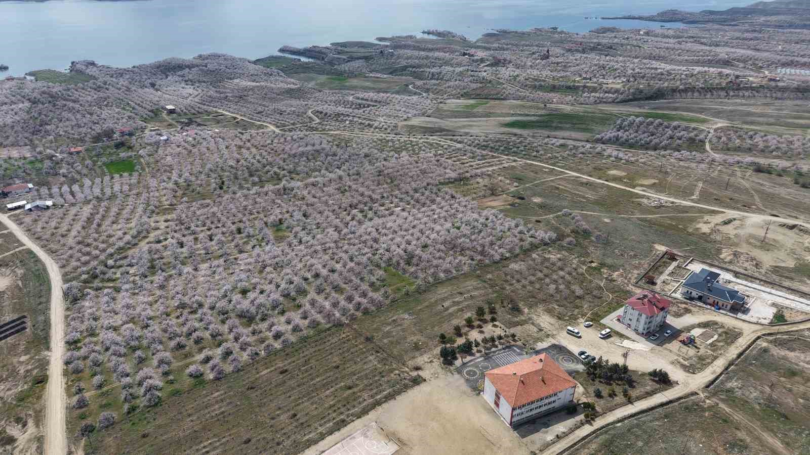 Kayısı bahçeleri beyaza büründü, ortaya eşsiz manzaralar çıktı
