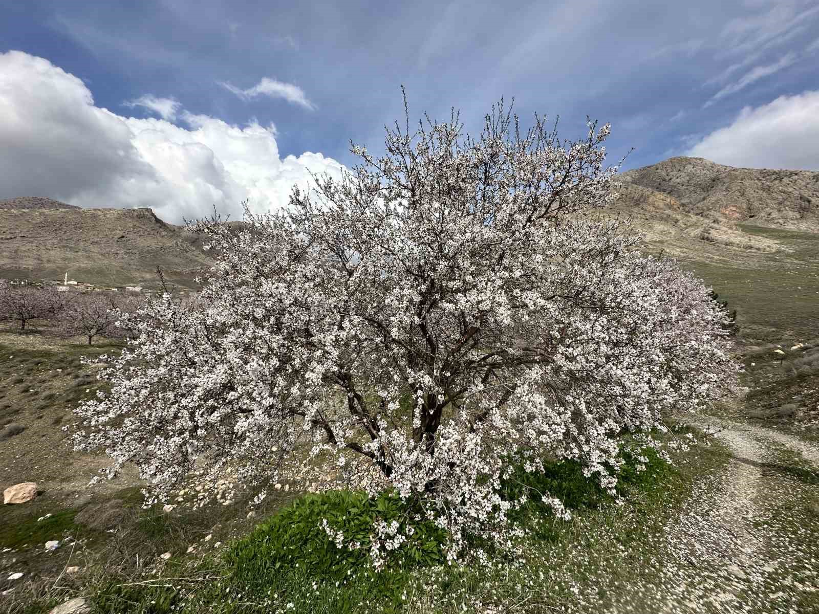 Kayısı bahçeleri beyaza büründü, ortaya eşsiz manzaralar çıktı
