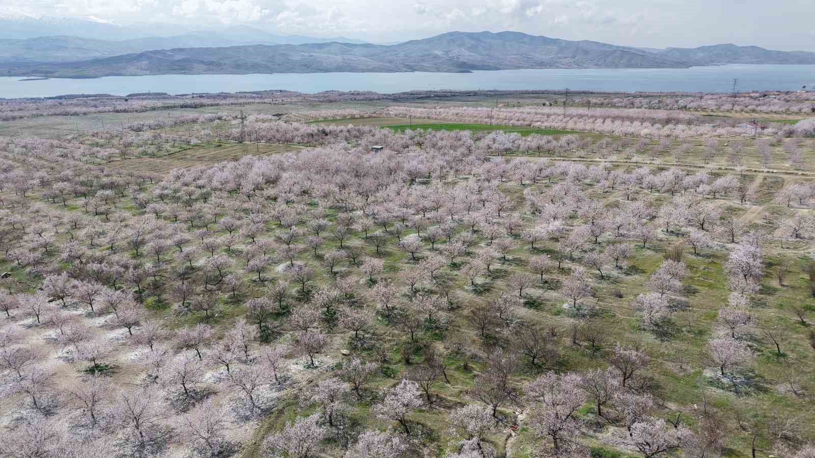 Kayısı bahçeleri beyaza büründü, ortaya eşsiz manzaralar çıktı
