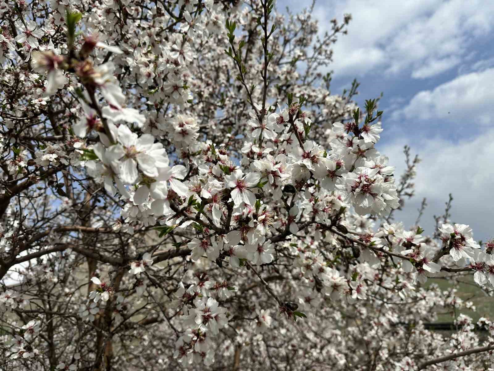 Kayısı bahçeleri beyaza büründü, ortaya eşsiz manzaralar çıktı
