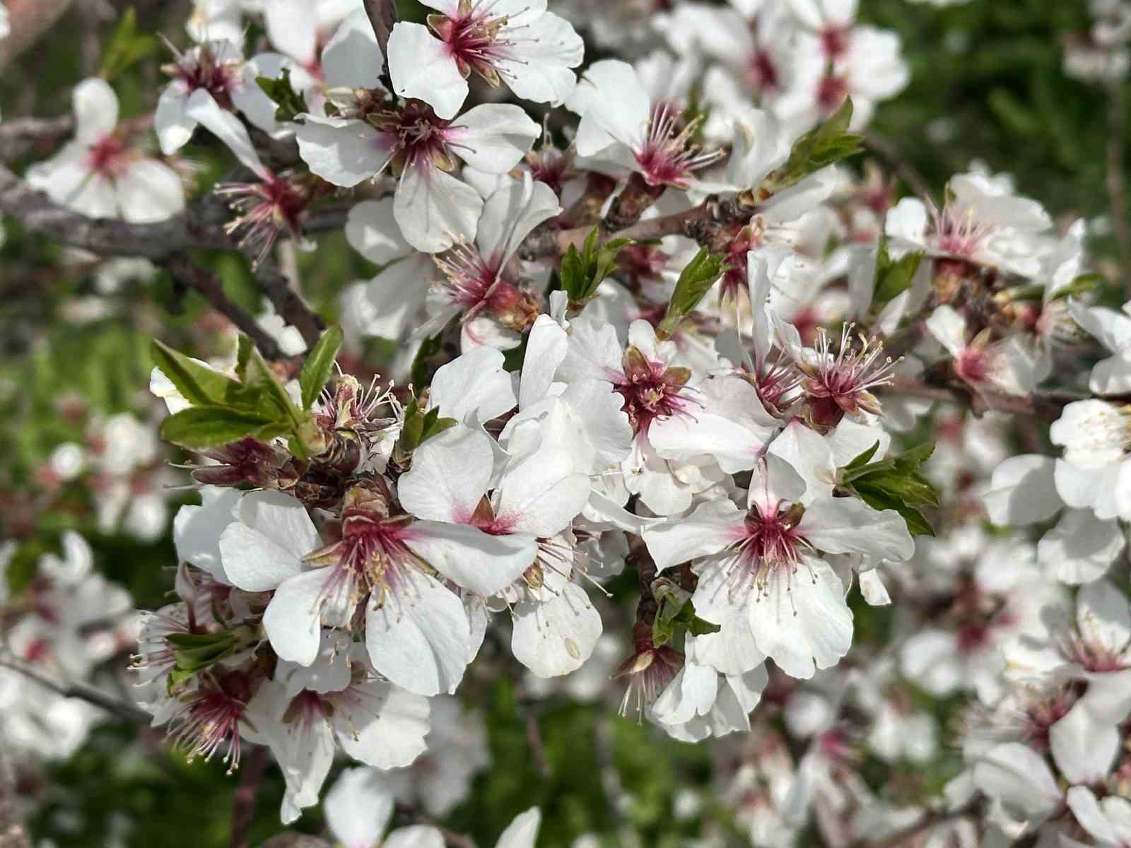 Kayısı bahçeleri beyaza büründü, ortaya eşsiz manzaralar çıktı
