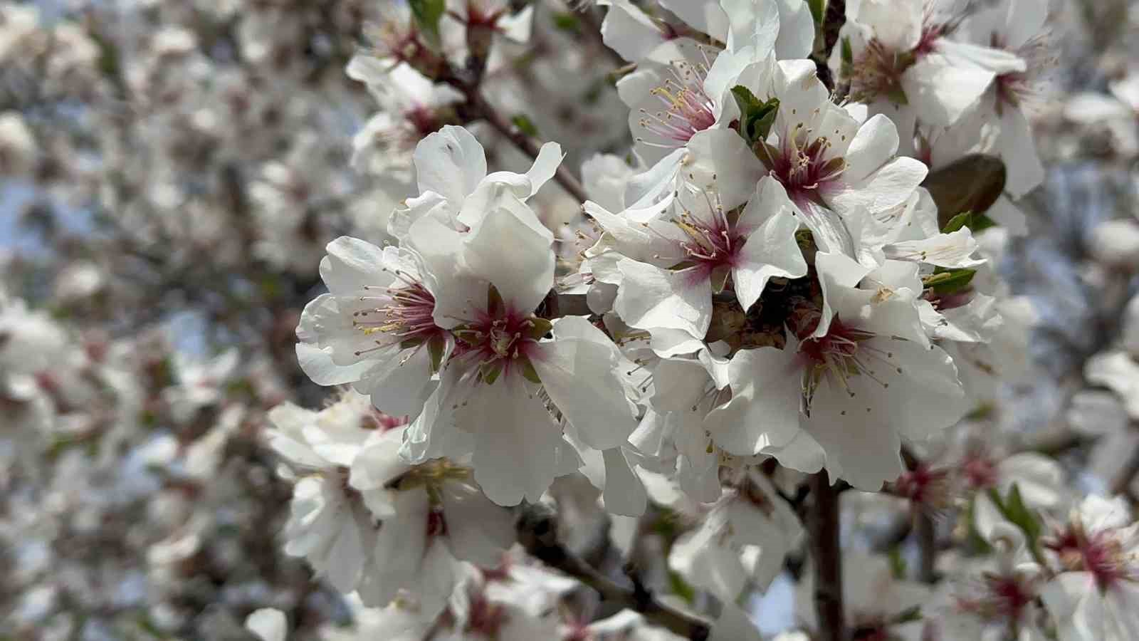 Kayısı bahçeleri beyaza büründü, ortaya eşsiz manzaralar çıktı
