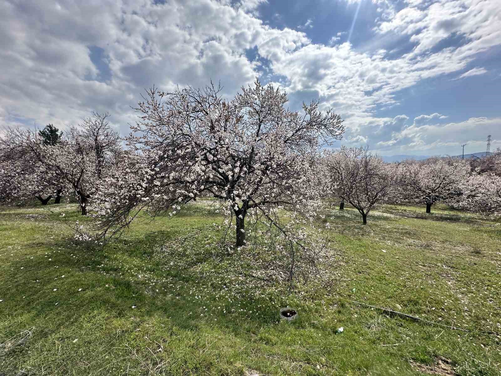 Kayısı bahçeleri beyaza büründü, ortaya eşsiz manzaralar çıktı

