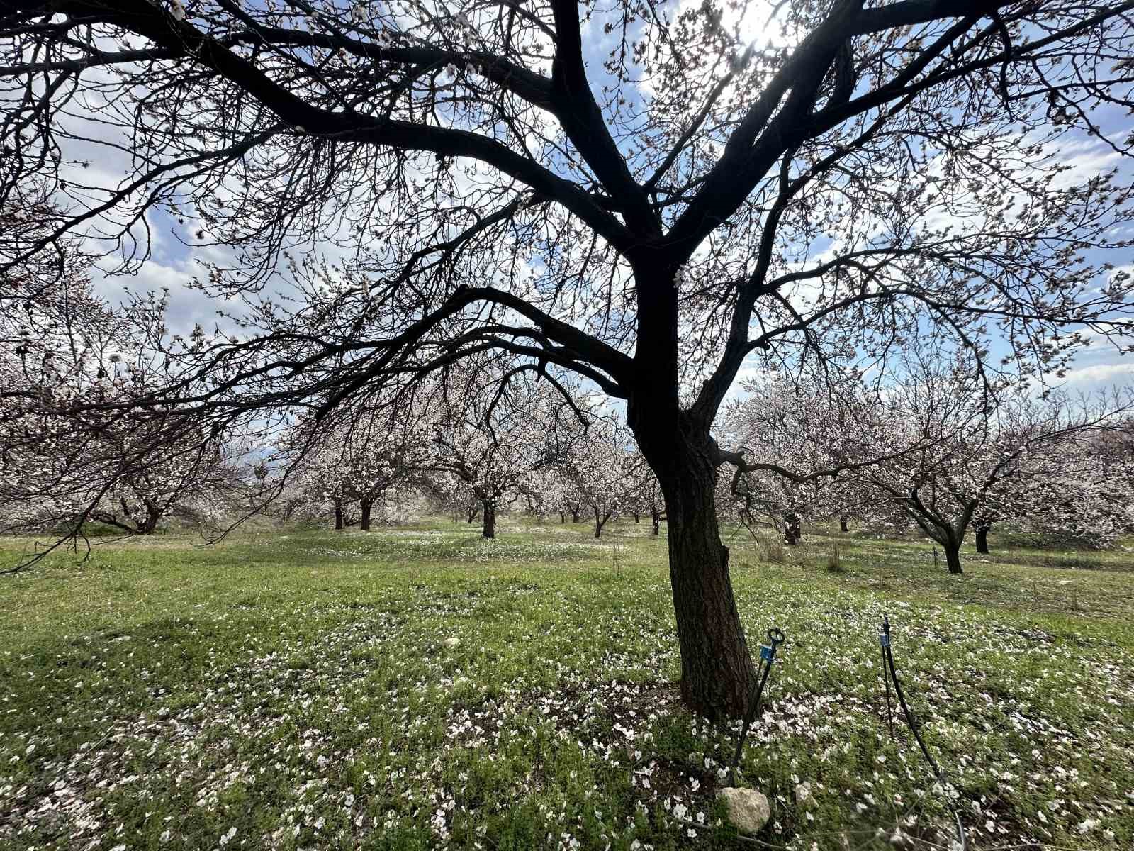 Kayısı bahçeleri beyaza büründü, ortaya eşsiz manzaralar çıktı
