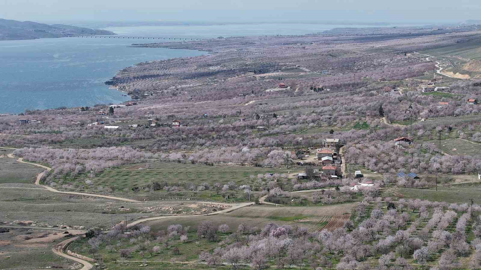 Kayısı bahçeleri beyaza büründü, ortaya eşsiz manzaralar çıktı
