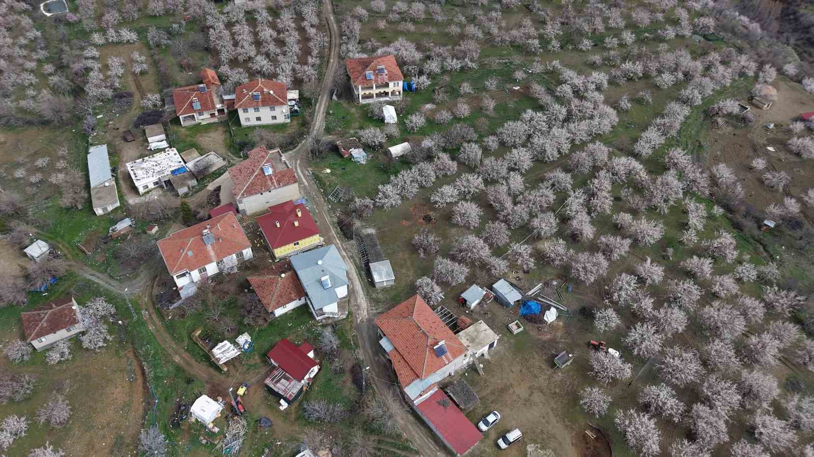 Kayısı bahçeleri beyaza büründü, ortaya eşsiz manzaralar çıktı
