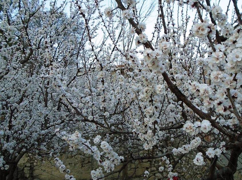 Kayısı bahçelerinde "zemzemli" ilaçlama
