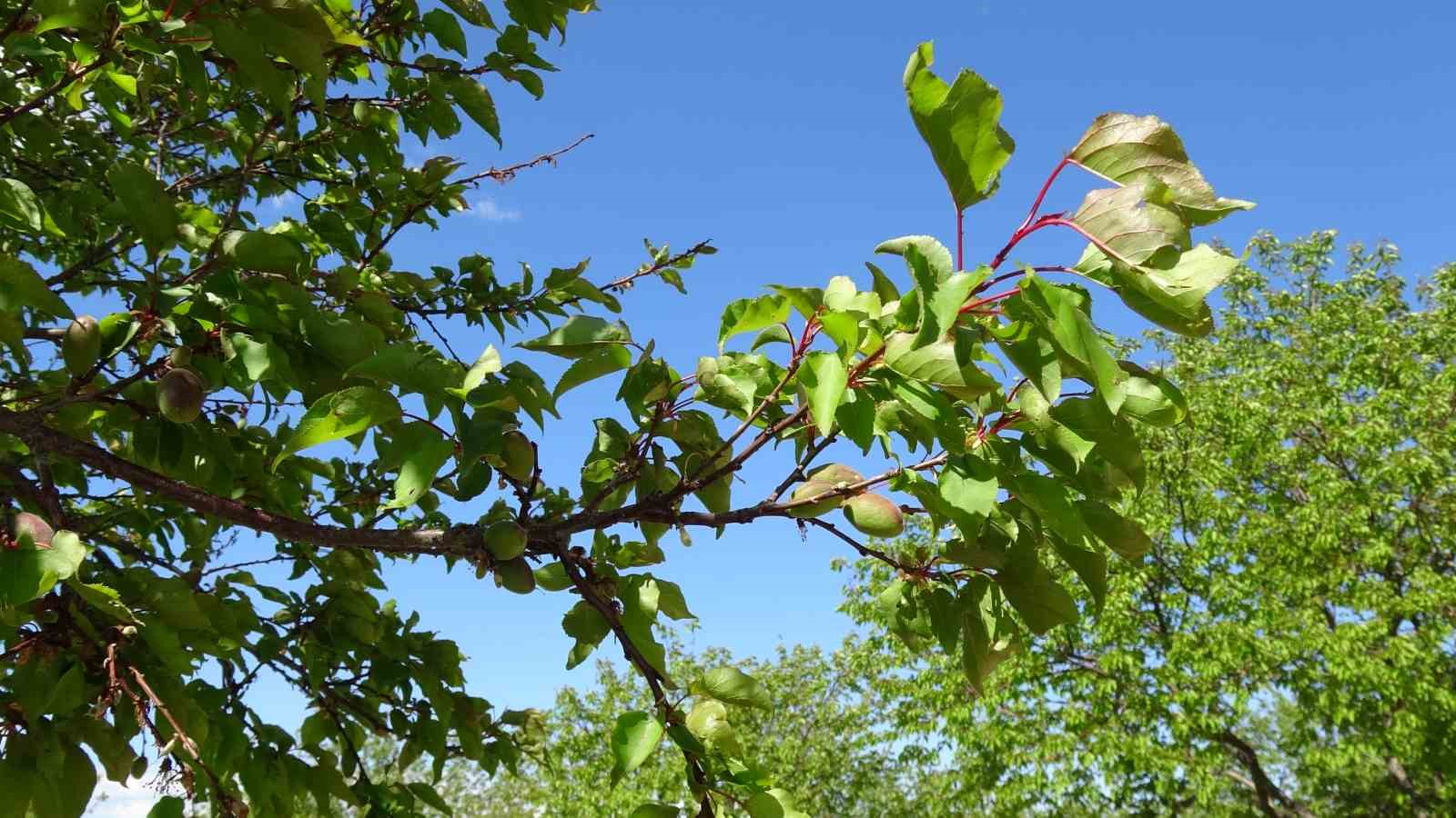 Kayısıda çağla dönemi

