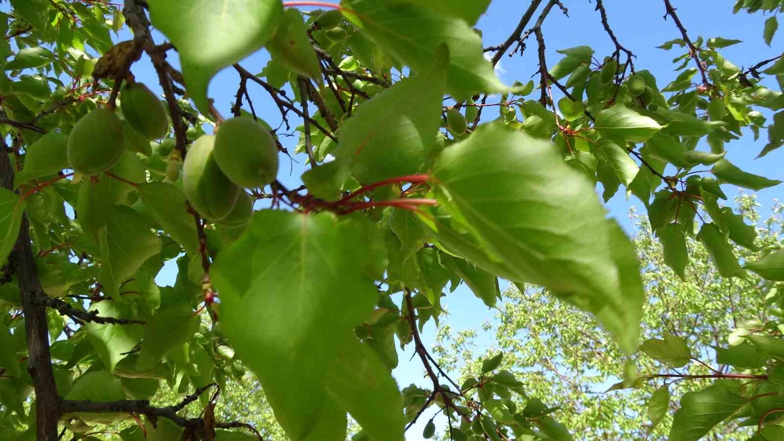 Kayısıda çağla dönemi
