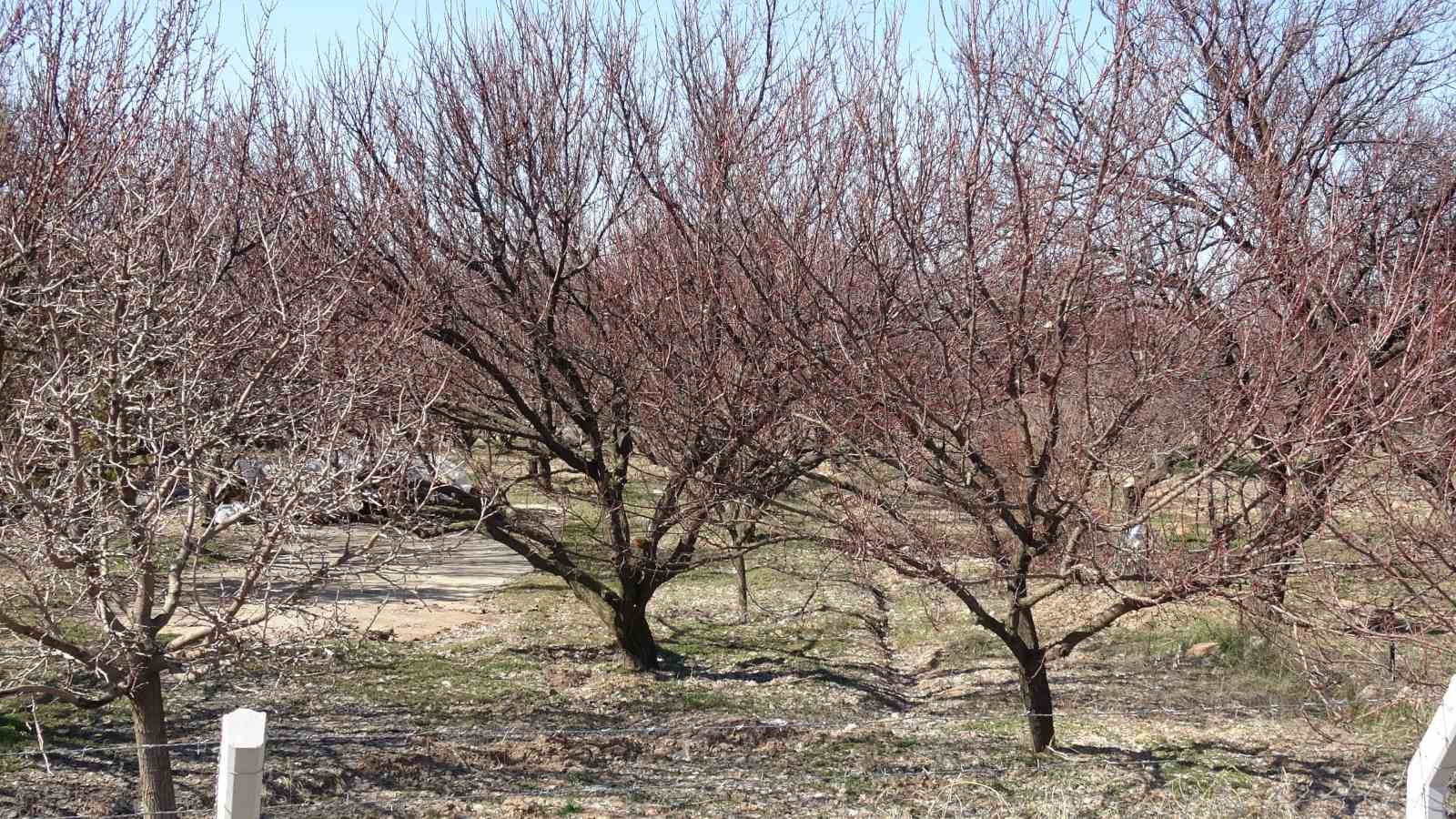 Kayısıda kritik bakım dönemi başladı

