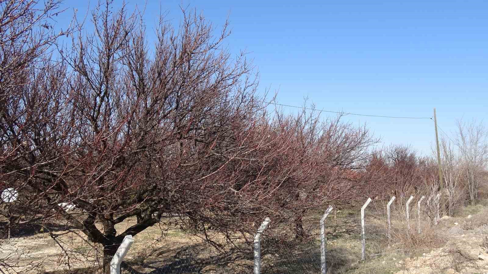 Kayısıda kritik bakım dönemi başladı
