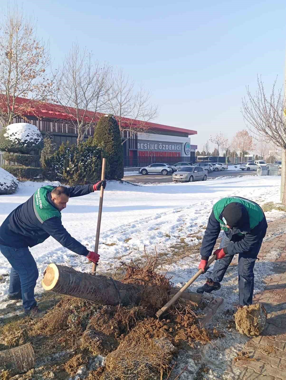 Kayseri Büyükşehir’den kış çalışmalarında ağaç güvenliği seferberliği
