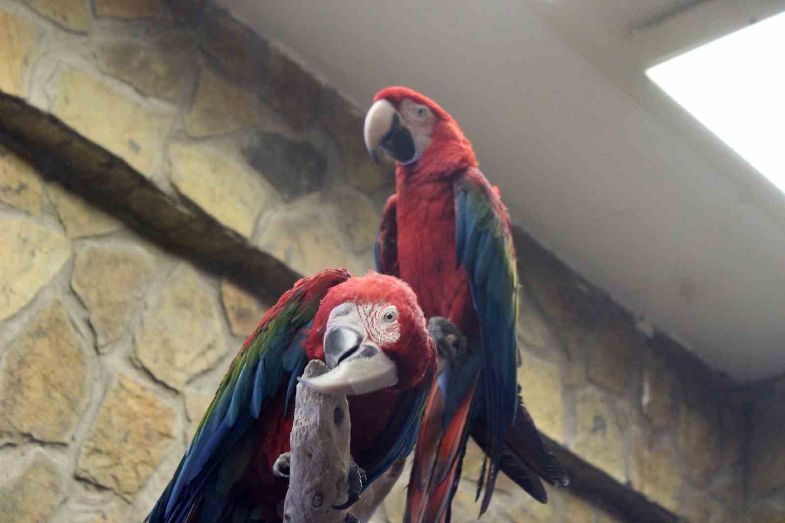 Kayseri Hayvanat Bahçesi’nde tropikal iklim hayvanları özel sistemlerle ısıtılıyor
