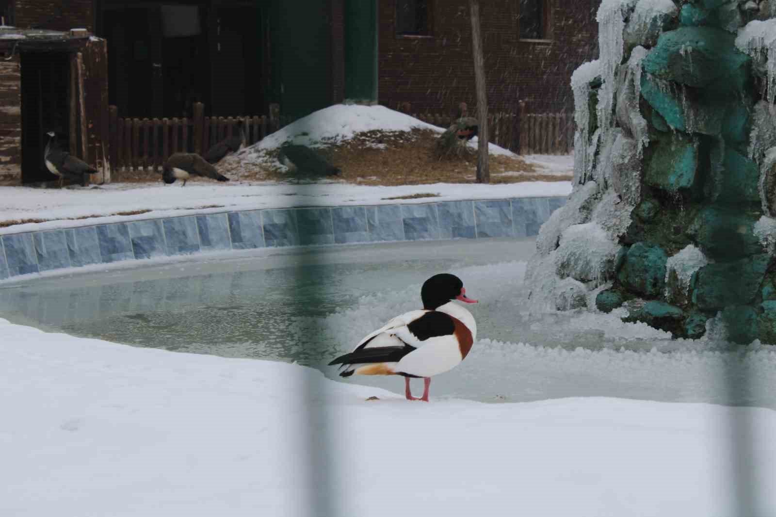 Kayseri Hayvanat Bahçesi’nde tropikal iklim hayvanları özel sistemlerle ısıtılıyor
