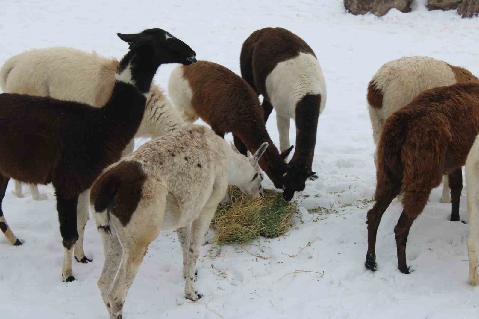 Kayseri Hayvanat Bahçesi’nde tropikal iklim hayvanları özel sistemlerle ısıtılıyor
