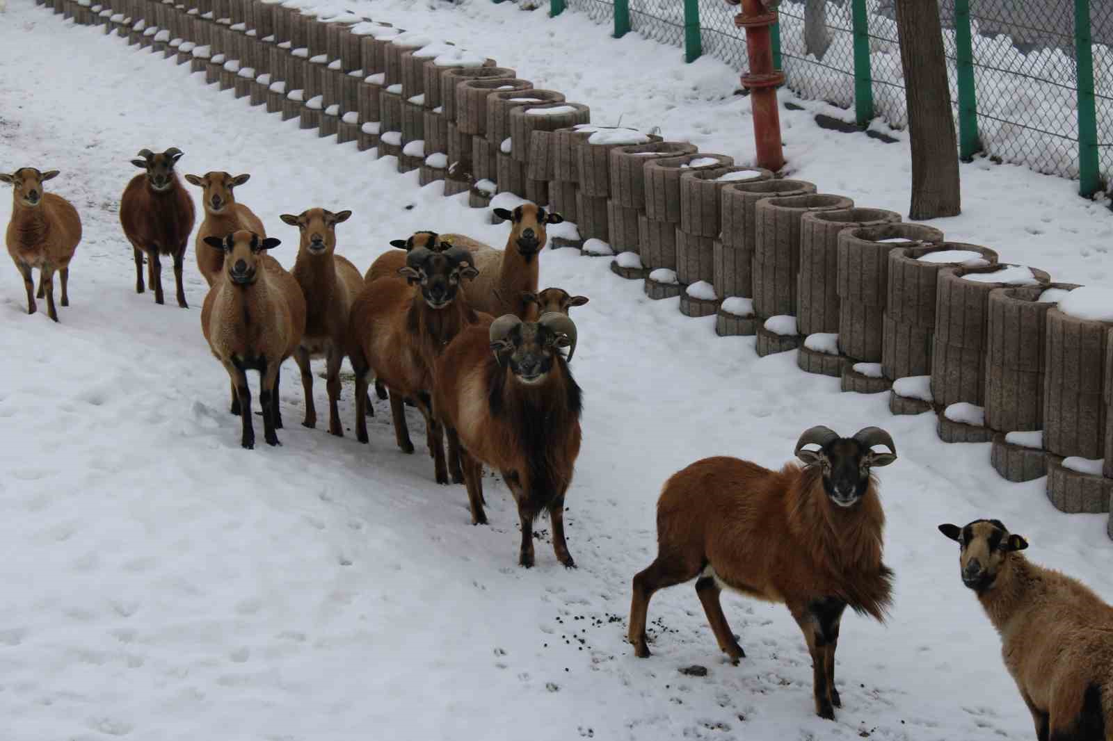 Kayseri Hayvanat Bahçesi’nde tropikal iklim hayvanları özel sistemlerle ısıtılıyor
