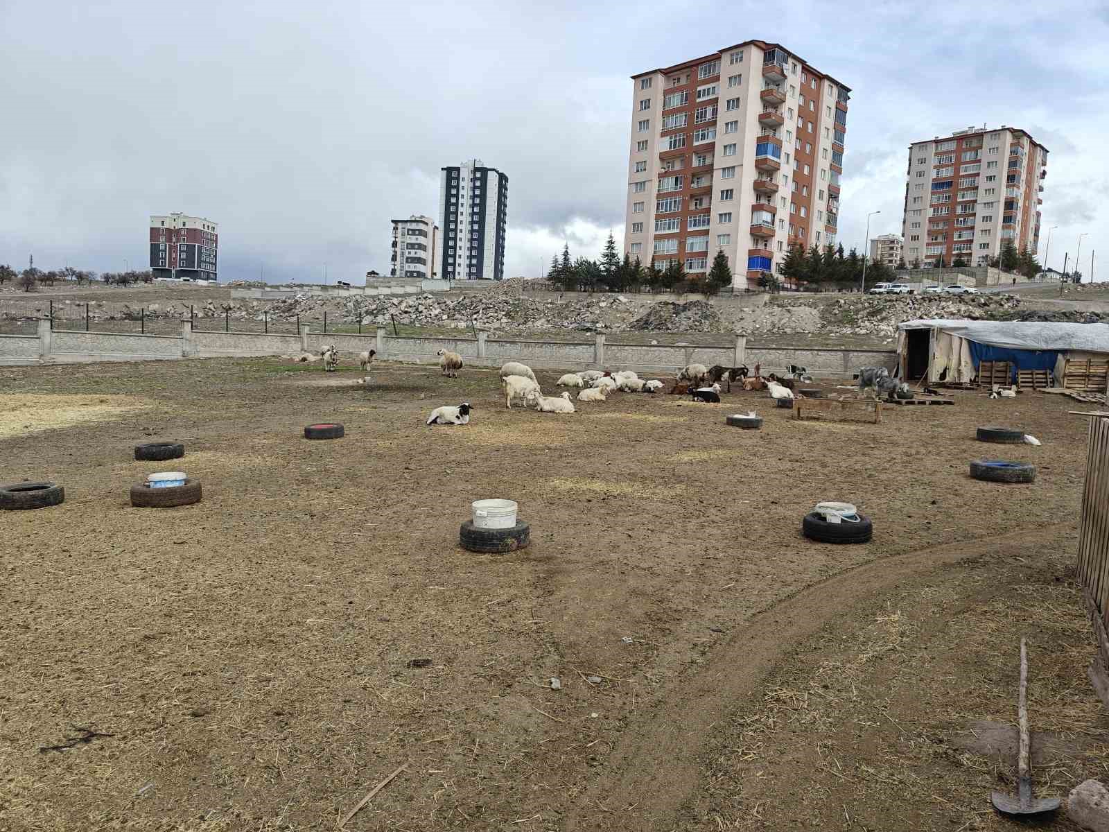 Kayseri’de ahıra hayvan saldırdı: 6 keçi telef 5 keçi kayıp
