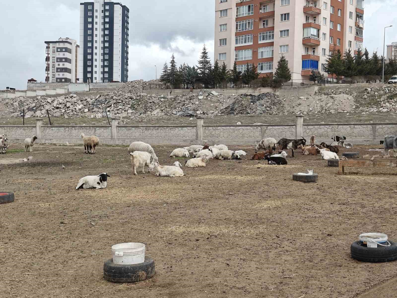 Kayseri’de ahıra hayvan saldırdı: 6 keçi telef 5 keçi kayıp
