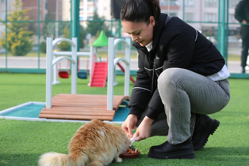 Kayseri’de ilk ve tek küçük dostları Kedi Kasabası, ziyaretçi rekoru kırıyor
Kayseri’de ilk ve tek küçük dostları Kedi Kasabası, ziyaretçi rekoru kırıyor