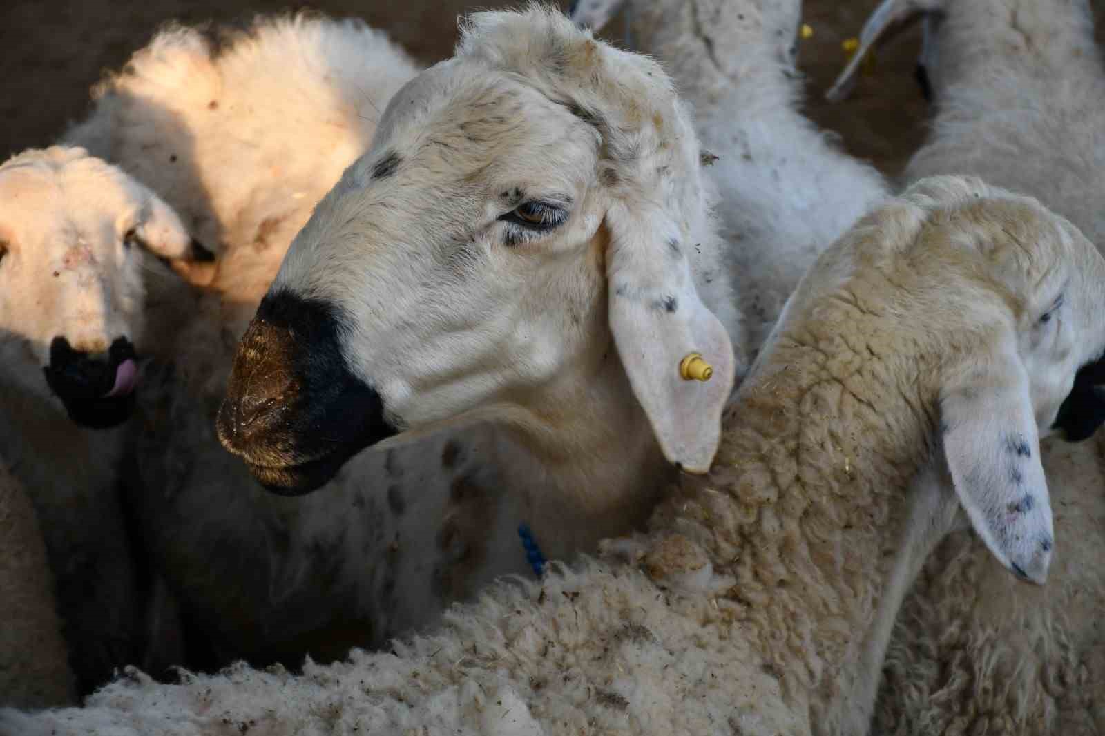 Kayseri’de Kurbanlık Tavsiye Fiyatları açıklandı
