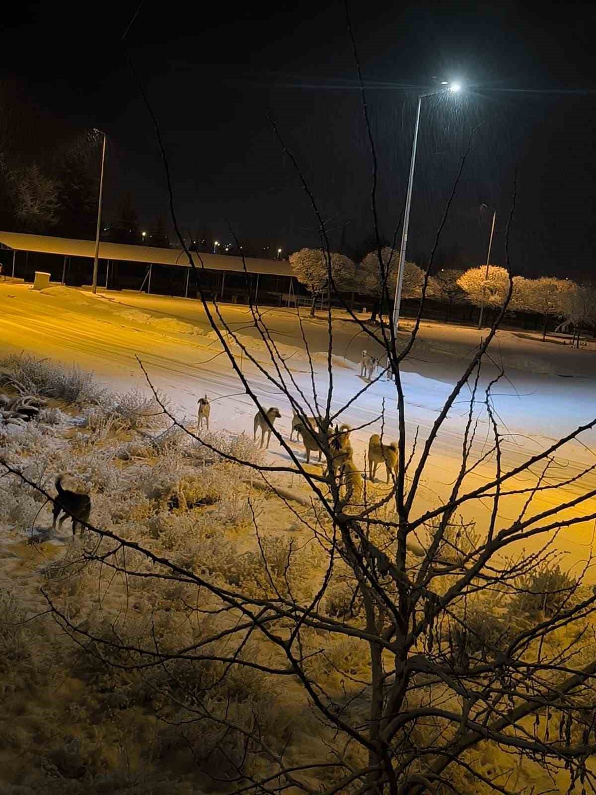 Kayseri’de sokak köpeğinin saldırısına uğrayan çocuk yaralandı
