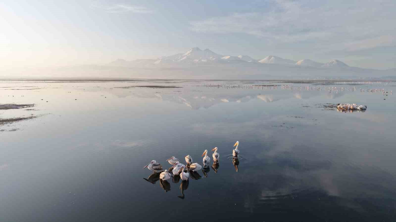 Kayseri’nin ilk pelikanları geldi

