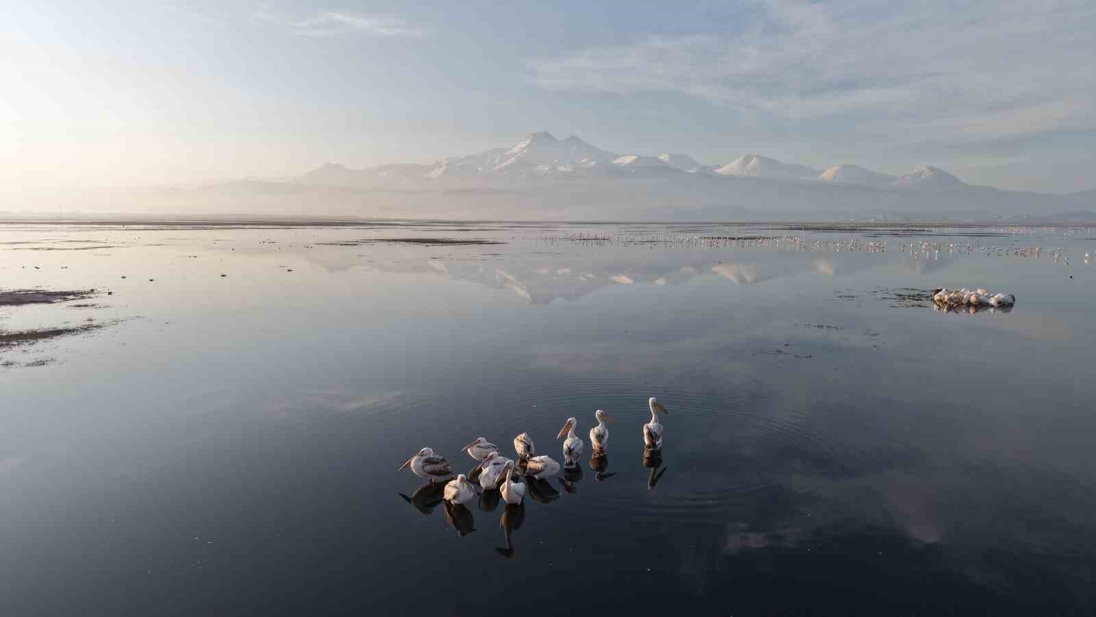 Kayseri’nin ilk pelikanları geldi
