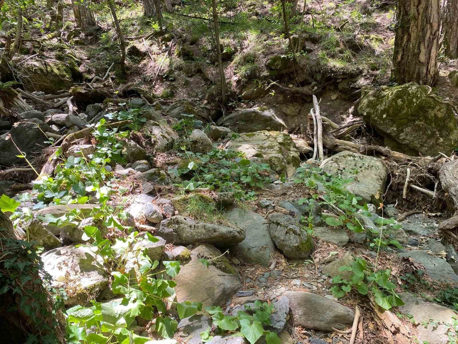 Kaz Dağları’nda yeni bir böcek türü keşfedildi
